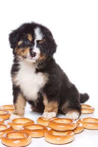 Puppy and Bagel