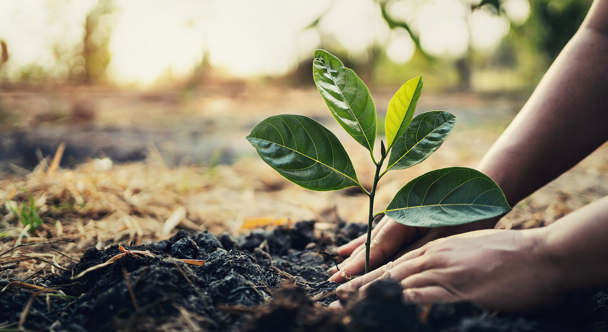 Primer plano de un grupo de personas que sostienen una planta que crece en el suelo