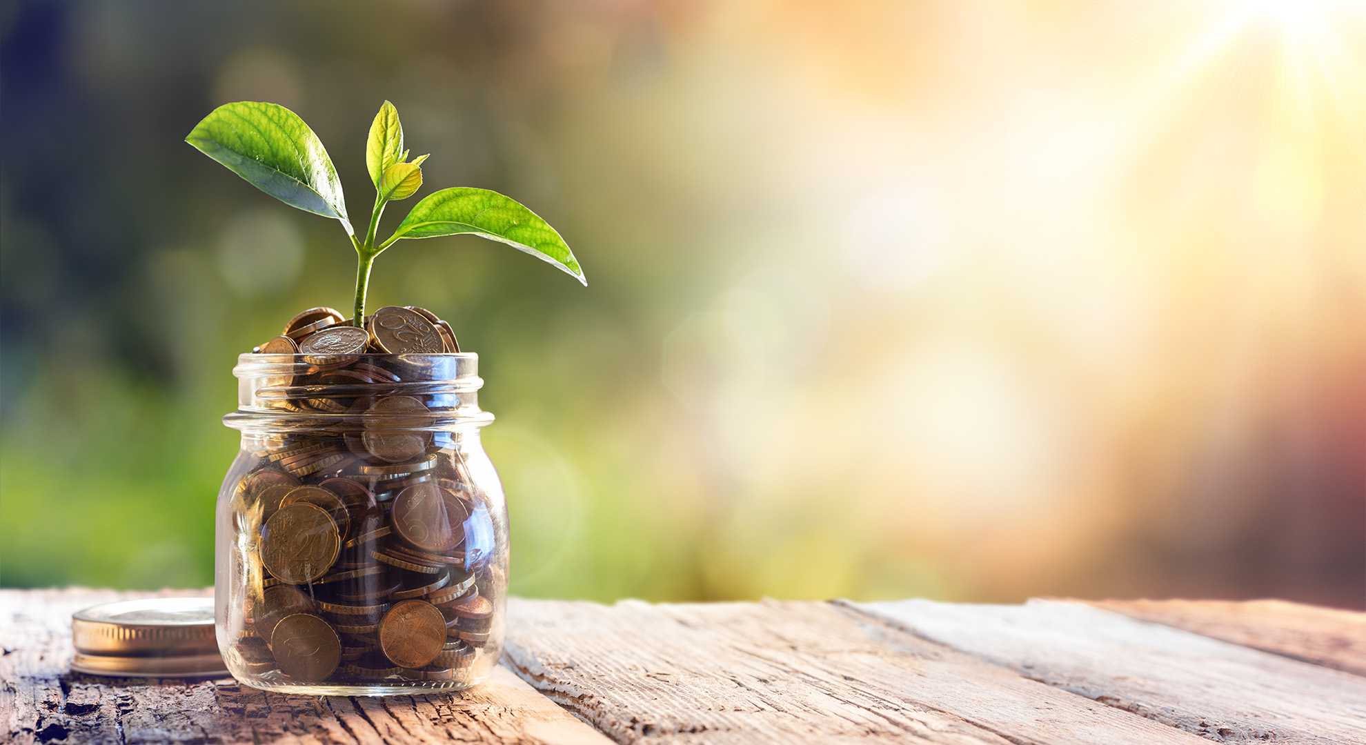 A plant is growing in a glass filled with coins.